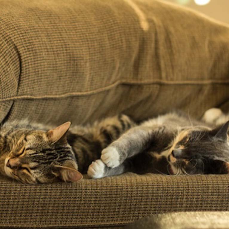 Kuscheln auf der couch